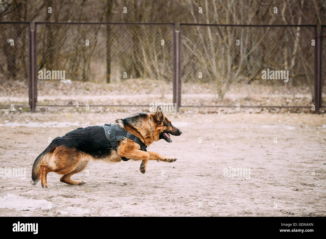 Esecuzione di pastore tedesco addestramento del cane. Alsaziano Cane Lupo Foto Stock
