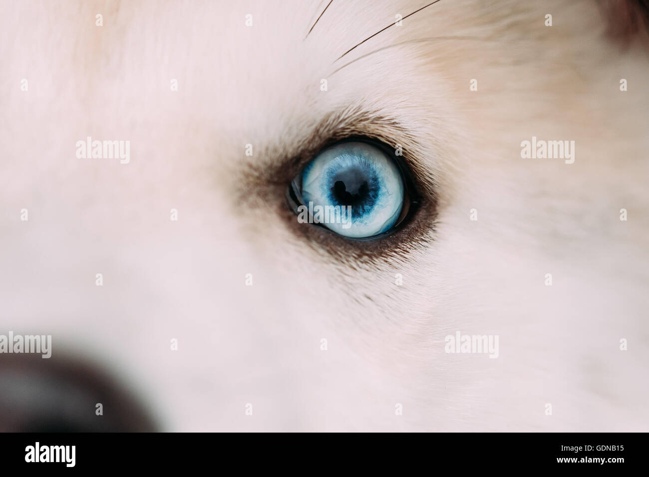 Close up occhi blu di Husky cucciolo di cane Foto Stock