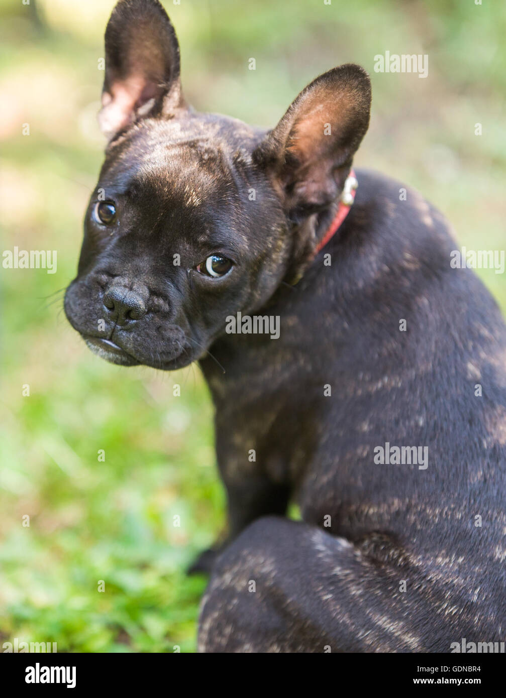 Carino bulldog francese cucciolo nel parco Foto Stock