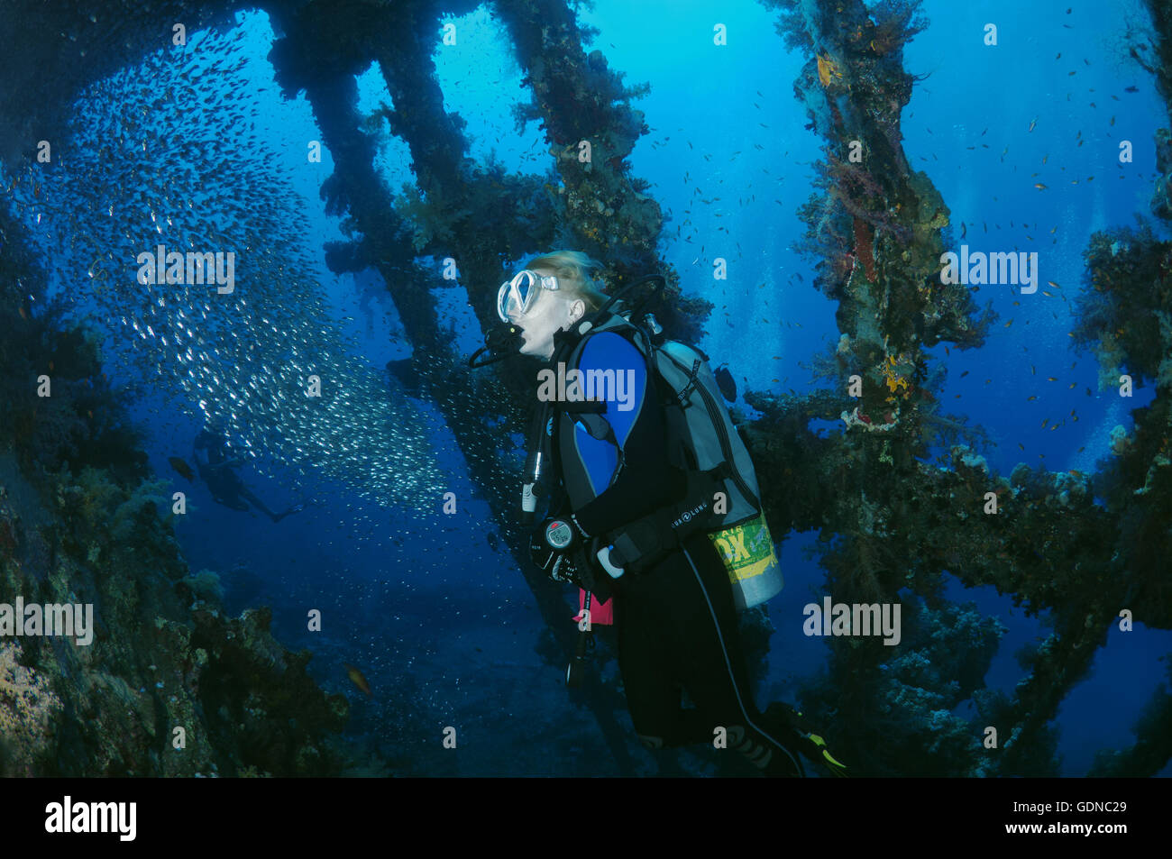 Femmina sub all'interno del relitto della SS Carnatic con una scuola di Glassfish (Parapriacanthus ransonneti), Mar Rosso, Egitto Foto Stock