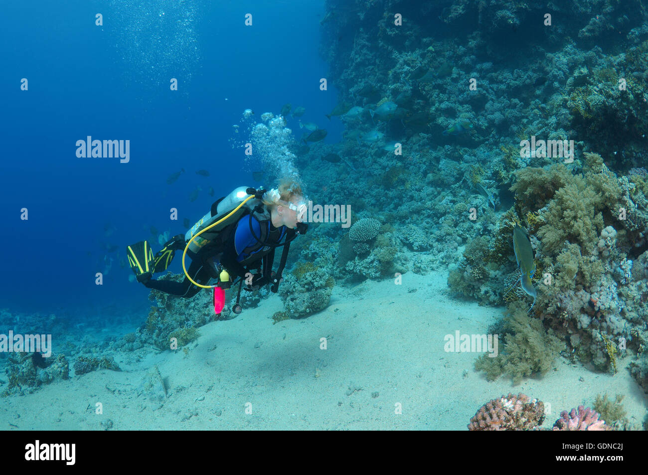 Femmina subacqueo con una barriera corallina, Mar Rosso, Egitto, Africa Foto Stock