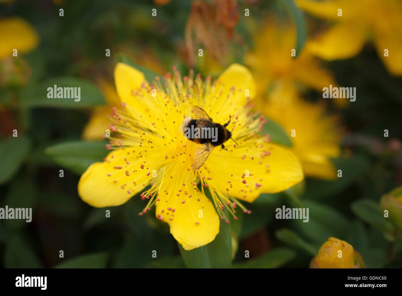 Ape su un fiore giallo Foto Stock