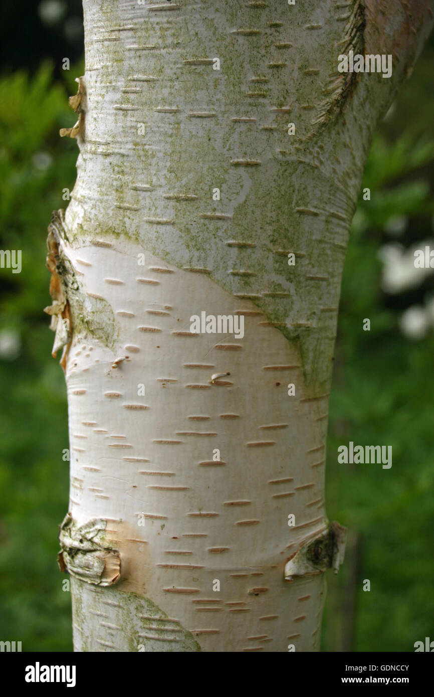 La Betulla (Betula utilis var. jacquemontii) bianco tronco di albero Foto Stock