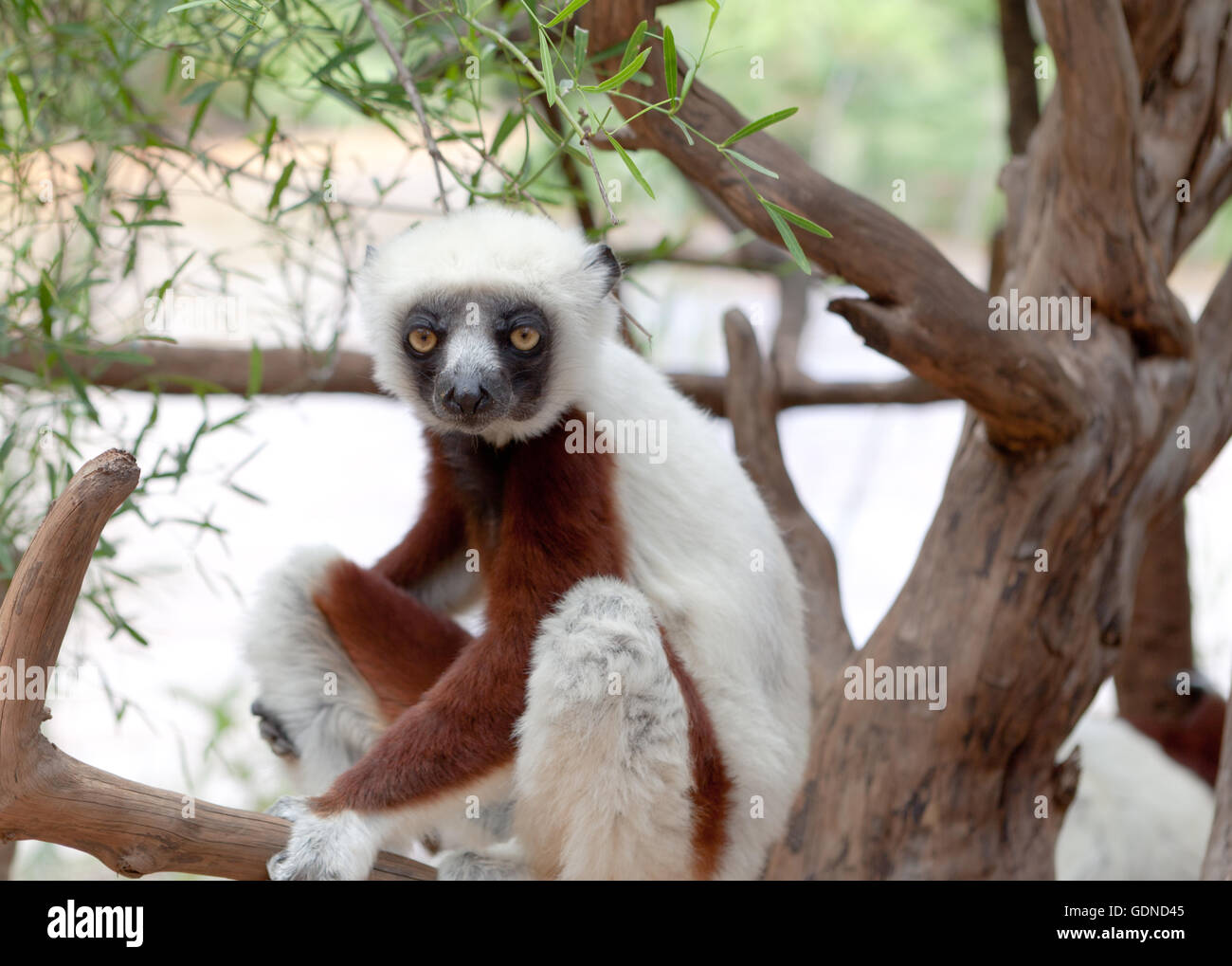 Coquerels sifaka (propithecus coquereli) nella struttura ad albero, Antananarivo, Madagascar Foto Stock