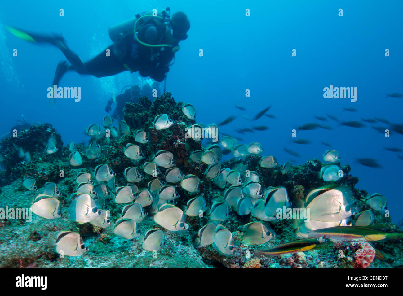 Scuba Diver osserva grande scuola del barbiere di pesce, Socorro island, Colima, Messico Foto Stock