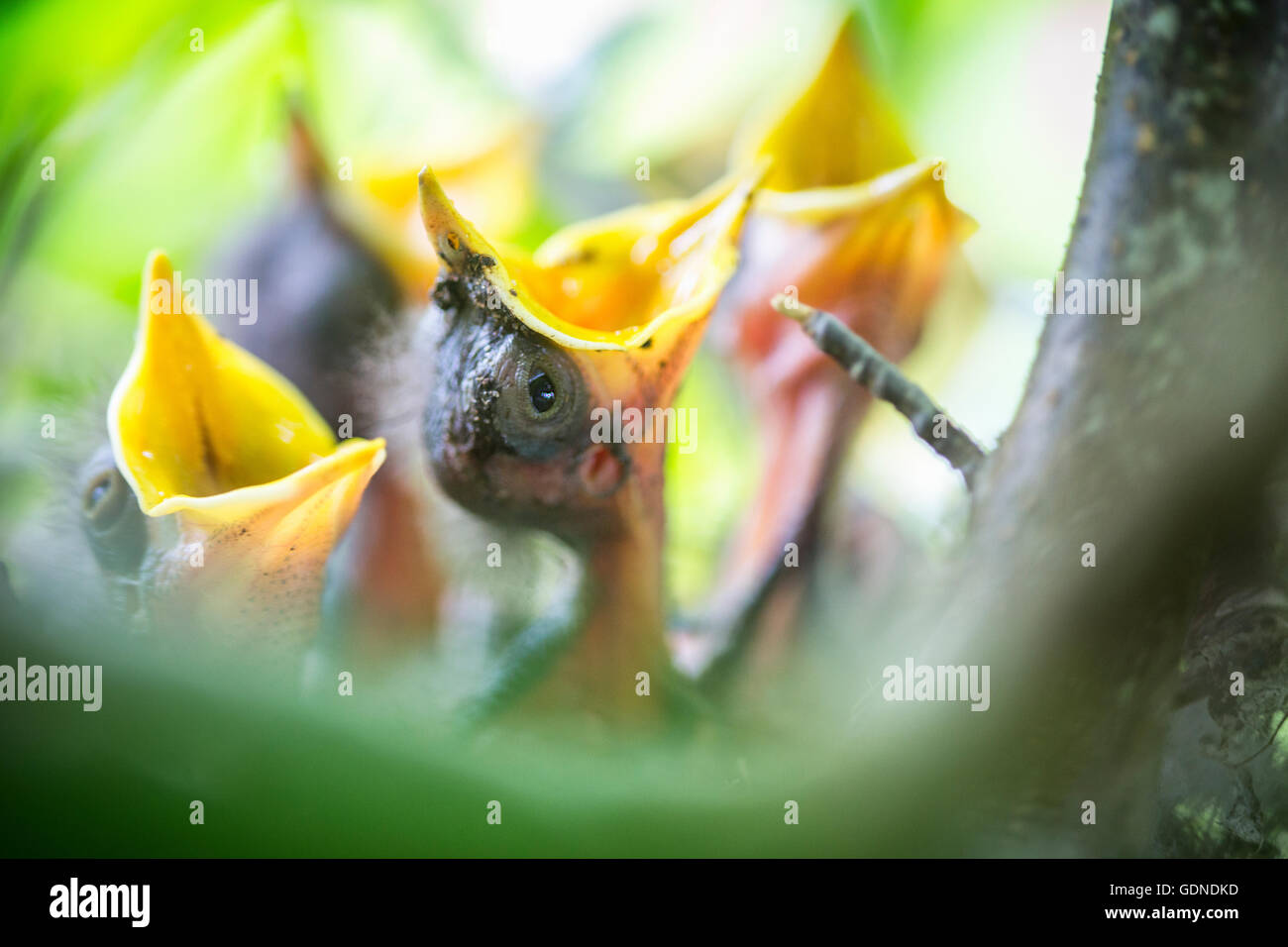 Close up di Florida State bird, northern mockingbird pulcini (Mimus polyglottos) nel nido in attesa di cibo Foto Stock