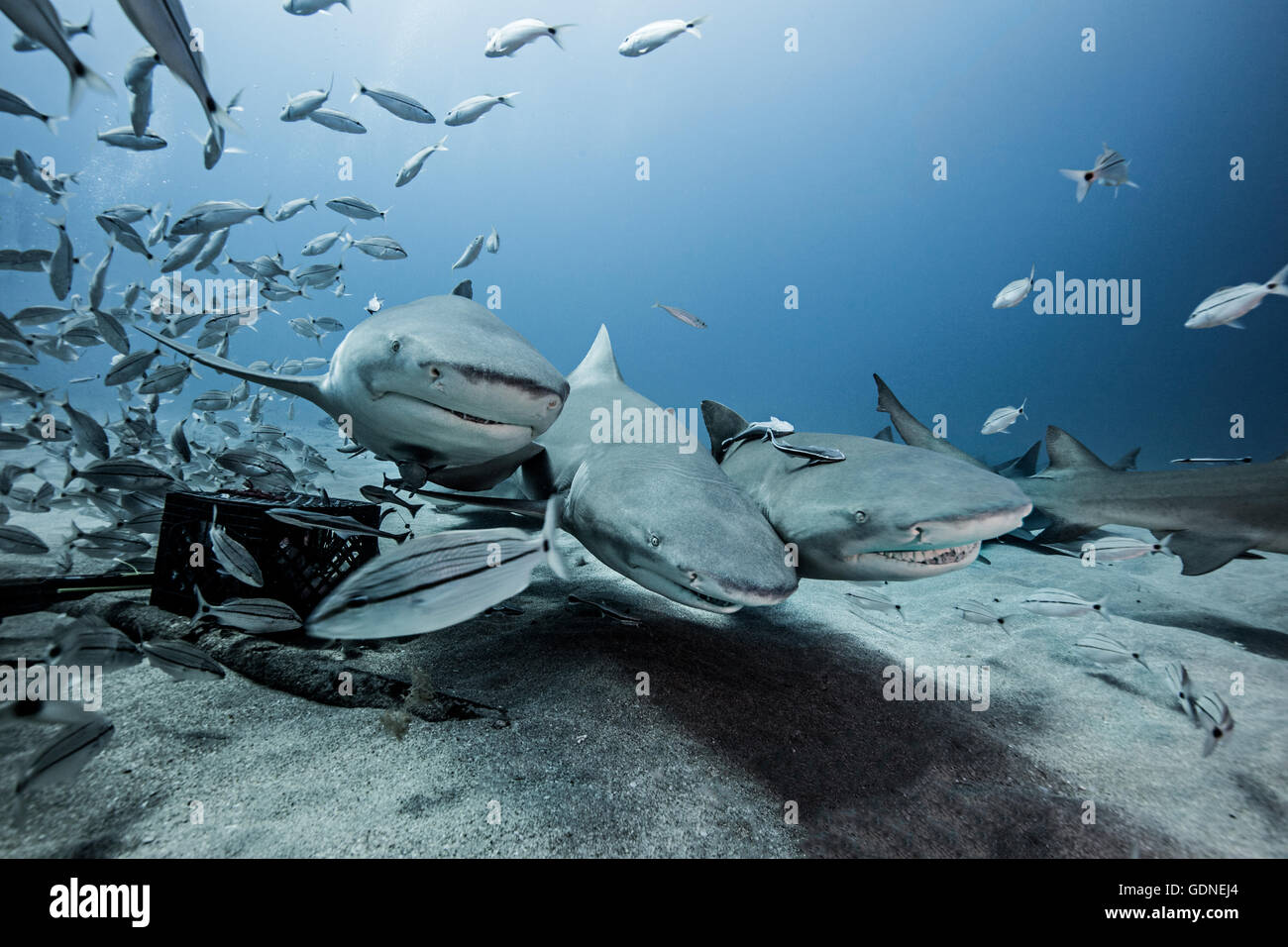 Lo squalo limone e scuola di pesce dal mare piano Foto Stock