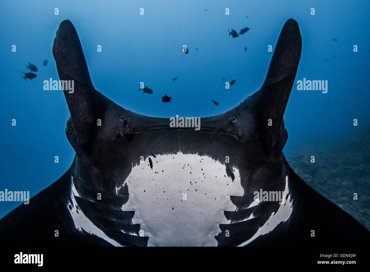 Close up vista ritagliata della giant oceanic manta ray Foto Stock