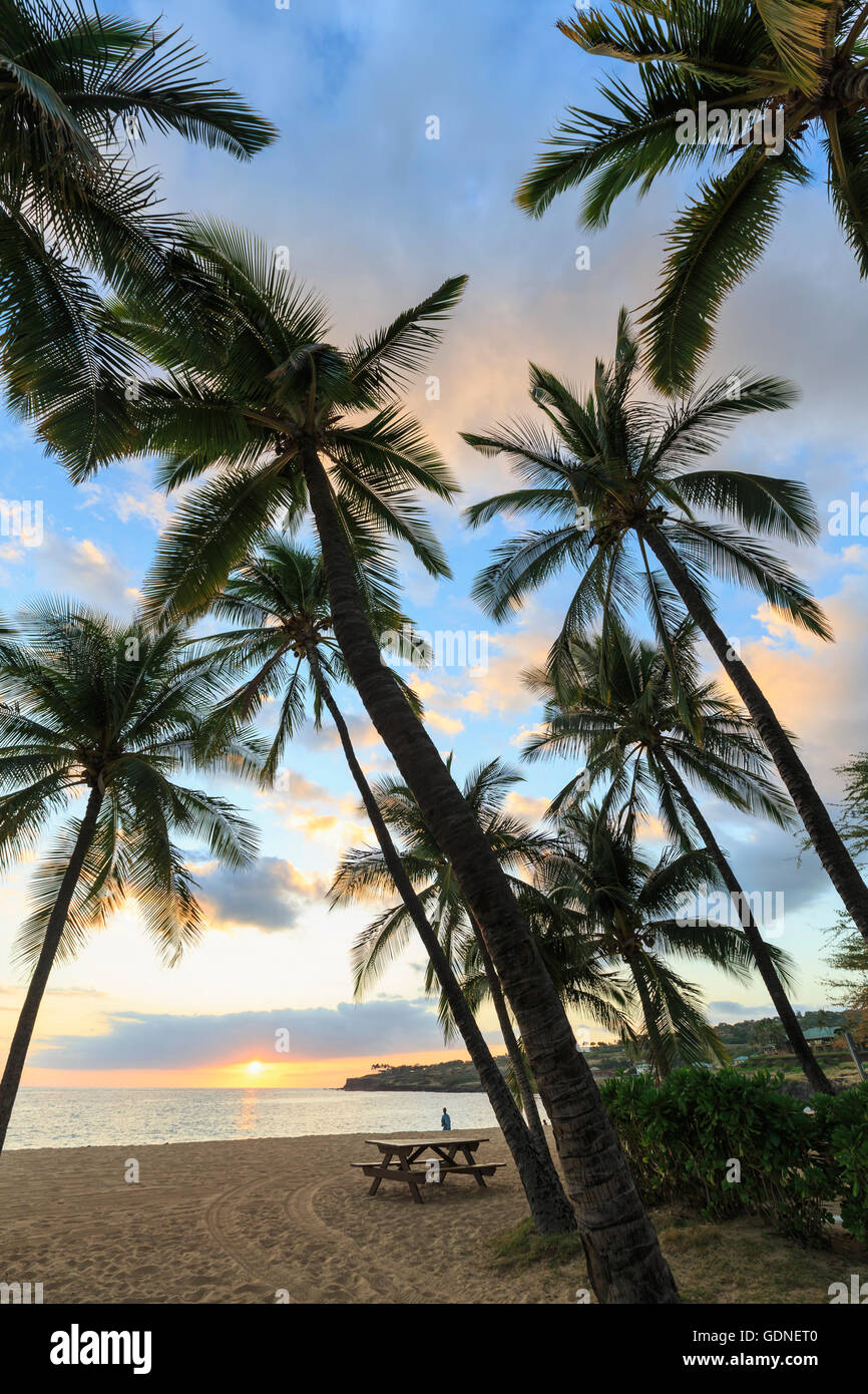 Palme al tramonto, Hulopo"e Beach Park, Lanai Island, Hawaii, STATI UNITI D'AMERICA Foto Stock