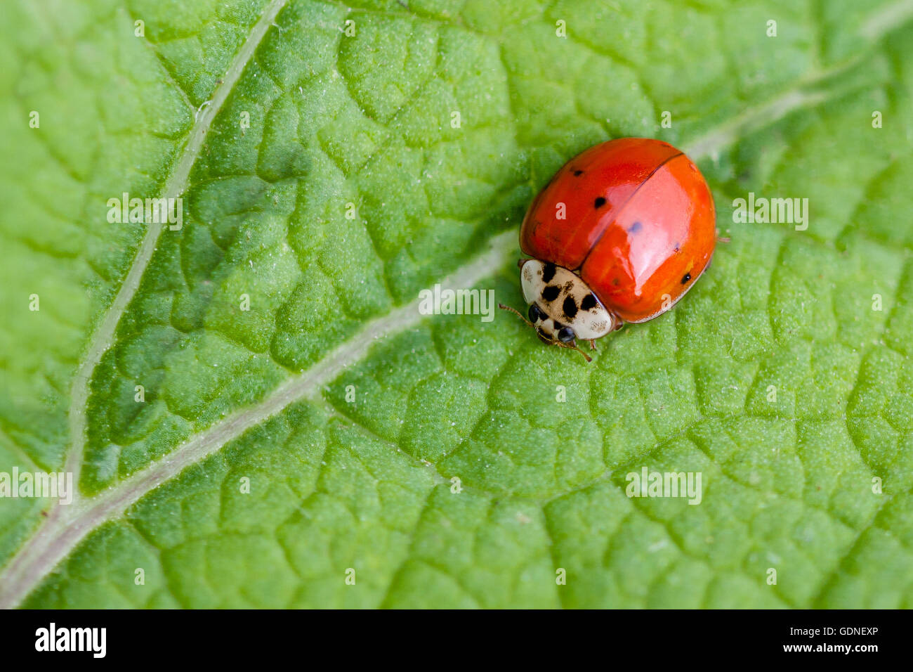 Ladybug strisciando su una foglia. Foto Stock