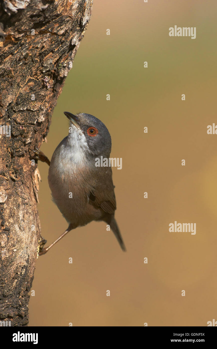 Trillo sardo (Sylvia melanocephala), Femmina, Benalmadena, Malaga, Andalusia, Spagna Foto Stock