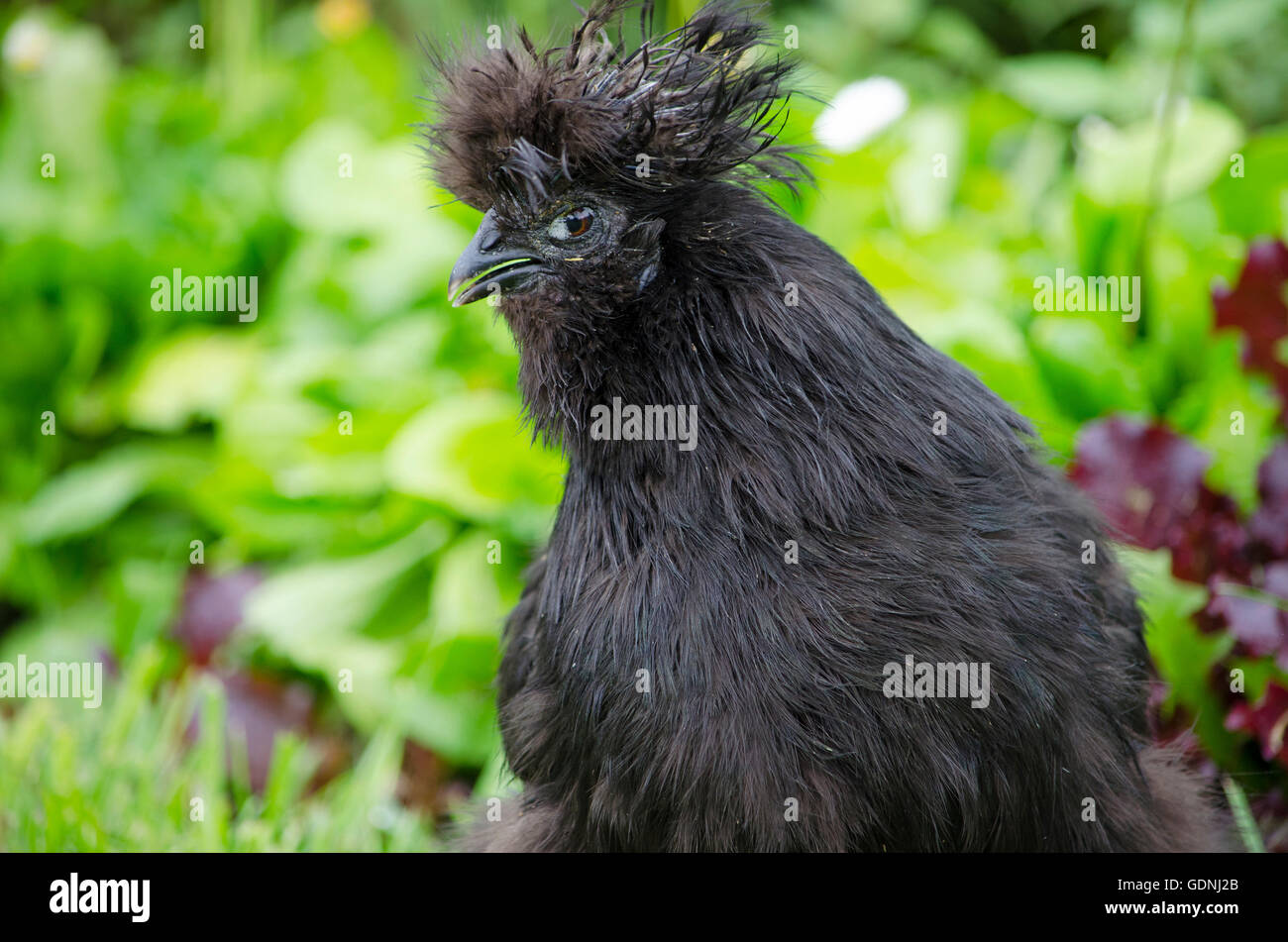 Pollo pollame gallo e cinesi di razza setoso,bird, razza, pollo, cinese, economia, agricoltore, agricoltura, house e gli allevamenti di pollame Foto Stock