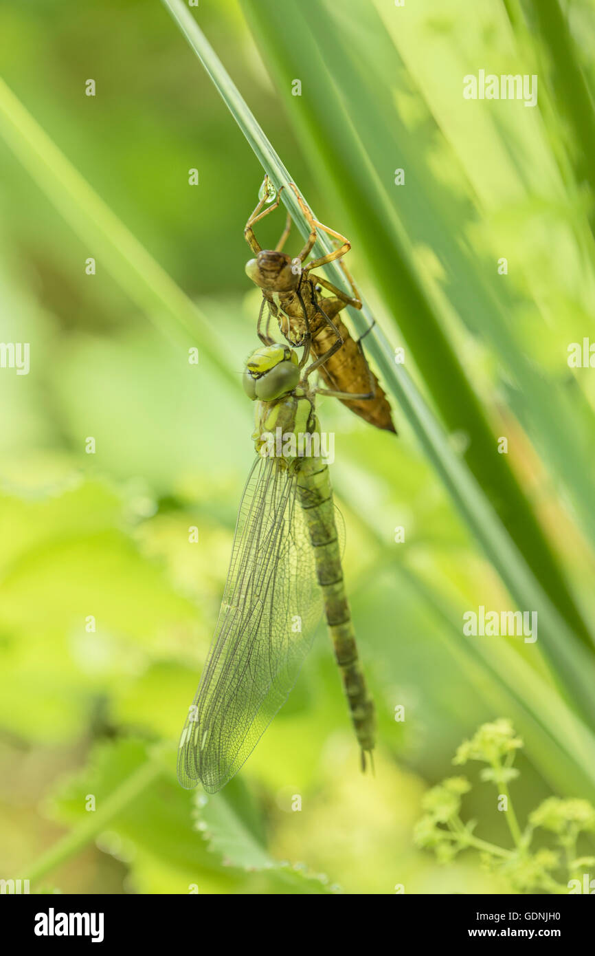 E Dradonfly esuvia su una foglia di Iris in un laghetto in giardino. Foto Stock