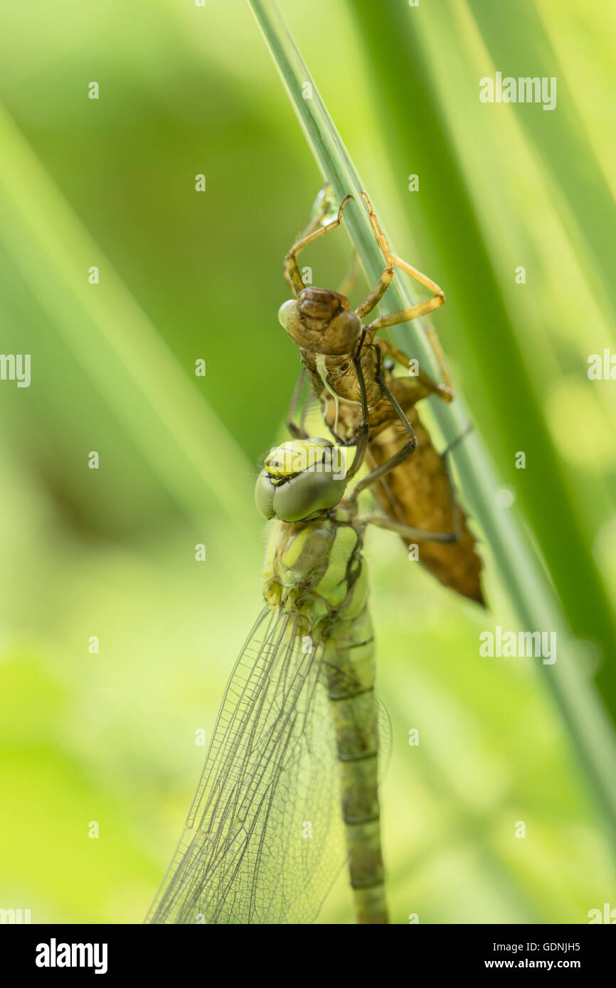 Southern Hawker dragonfly e su una foglia di Iris in un laghetto in giardino. Foto Stock