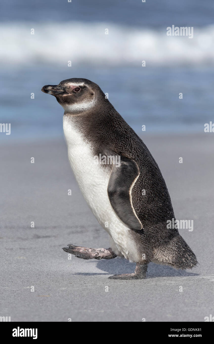 Magellanic Penguin Foto Stock