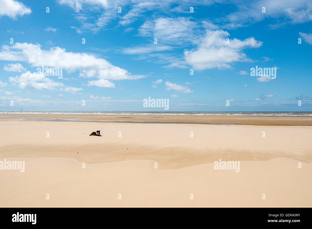 Border Collie su una vasta distesa di spiaggia a Formby punto sulla costa del Merseyside, nord-ovest Inghilterra. Foto Stock