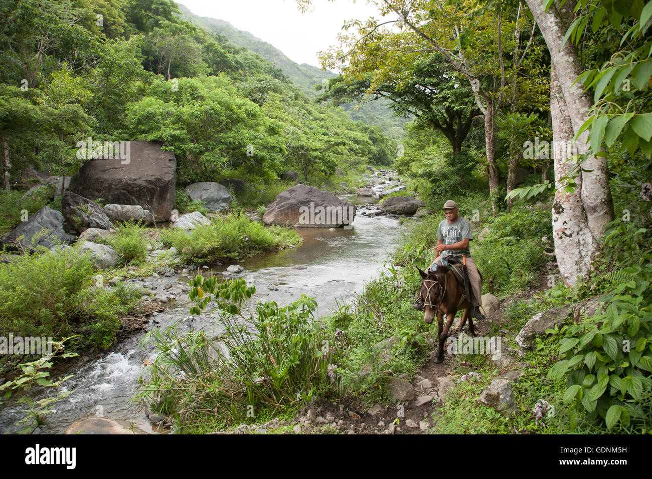 Un uomo che cavalca un mulo lungo un argine in le montagne della Sierra Maestra, Cuba Foto Stock