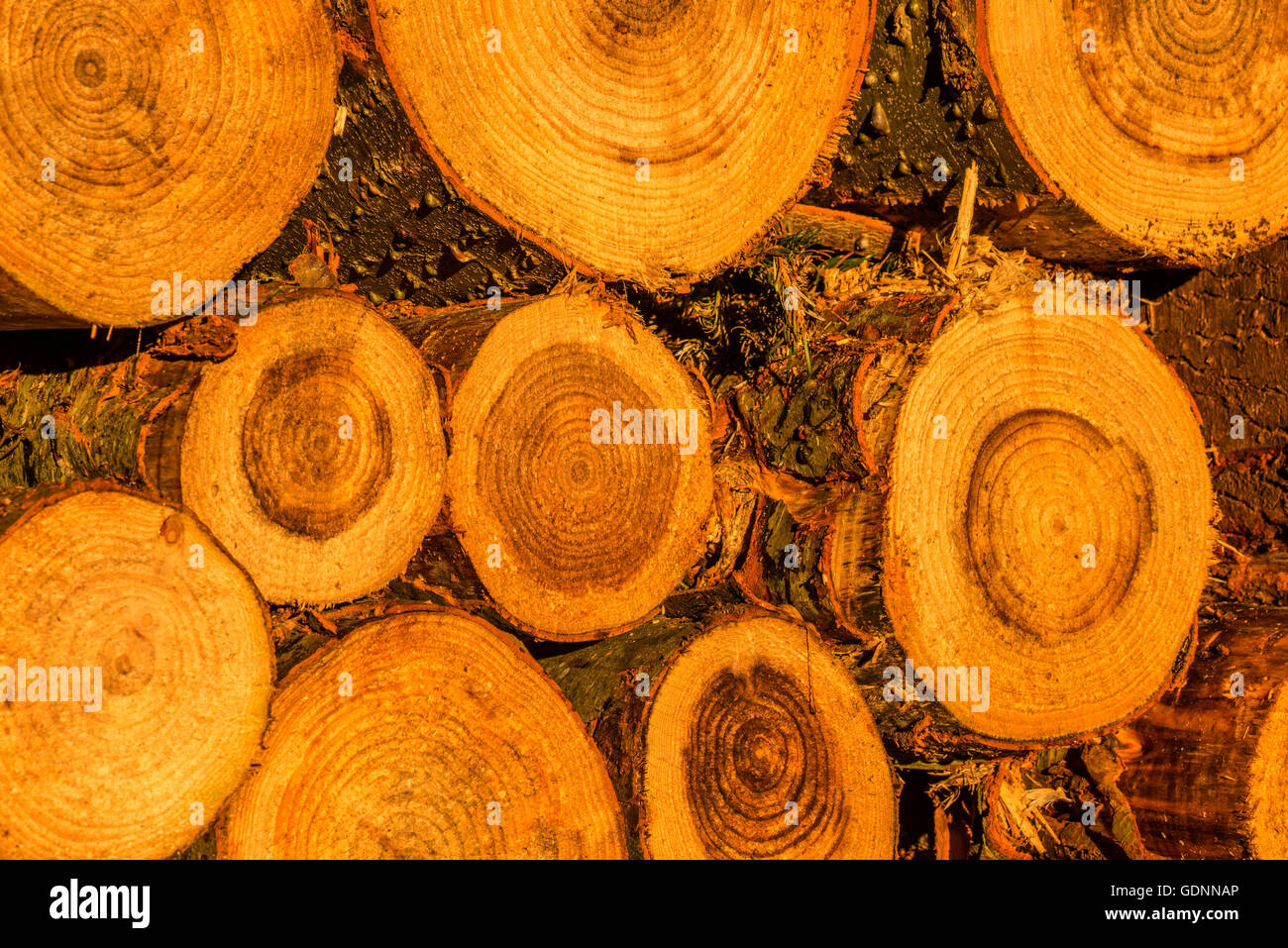 Chiudere l'immagine che illustra recentemente alberi abbattuti accatastati in pile di registro, concentrandosi sulla forma e la forma del tronco esposta. Foto Stock