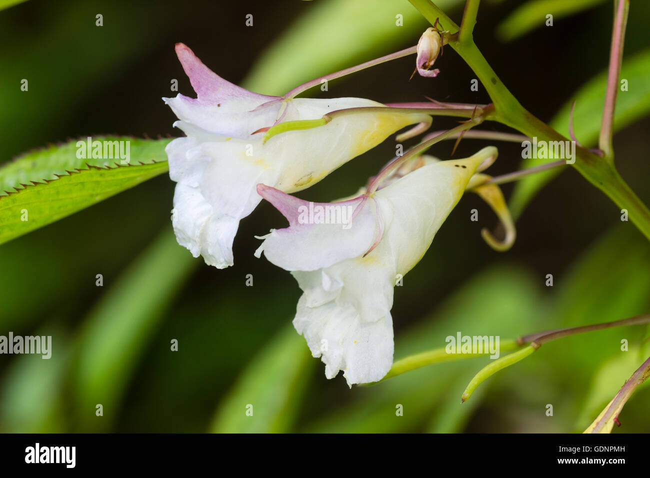 Rosa venato bianco fiori di Himalayan Balsamina Impatiens arguta "Alba" Foto Stock