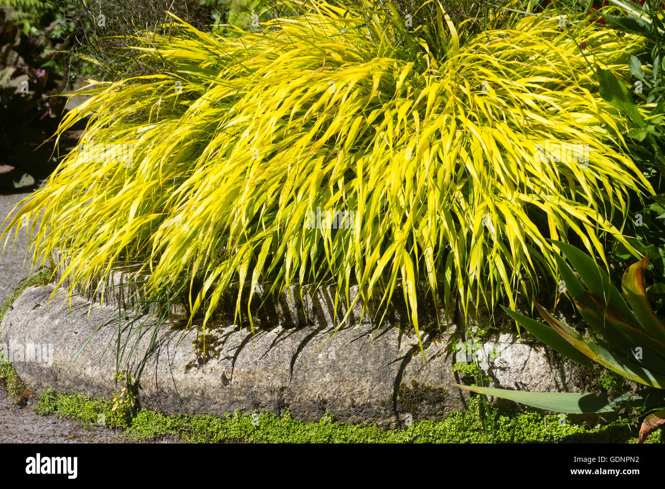 Di colore giallo brillante fogliame della foresta giapponese erba, Hakonechloa macra 'tutti d'Oro" Foto Stock