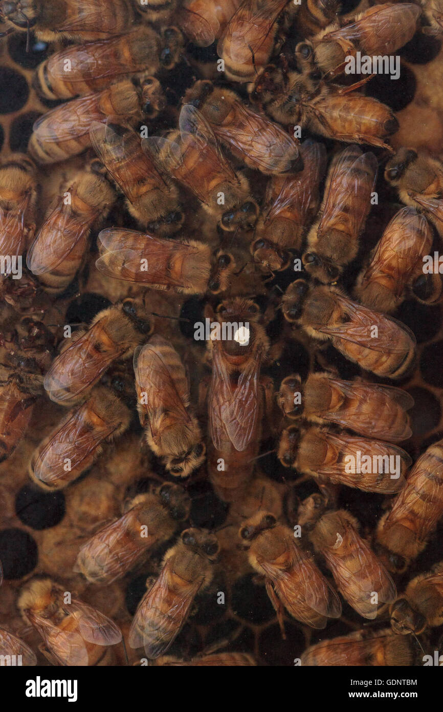 Honeybees, Apis mellifera, tenuto da un apicoltore per il miele. La regina è contrassegnato da un punto bianco in modo che il guardiano può tenere traccia delle sue. Foto Stock
