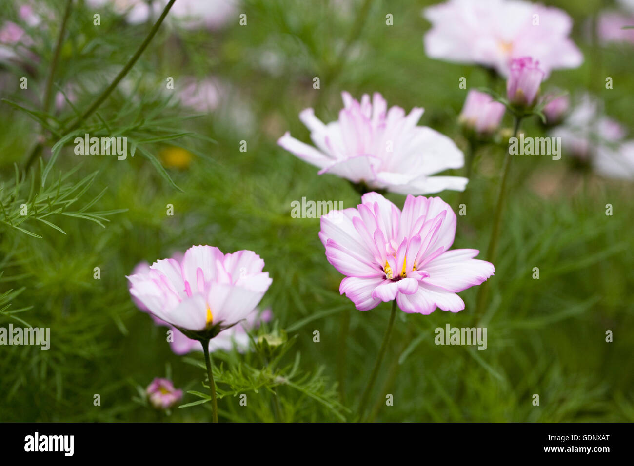 Cosmos bipinnatus fiori. Foto Stock