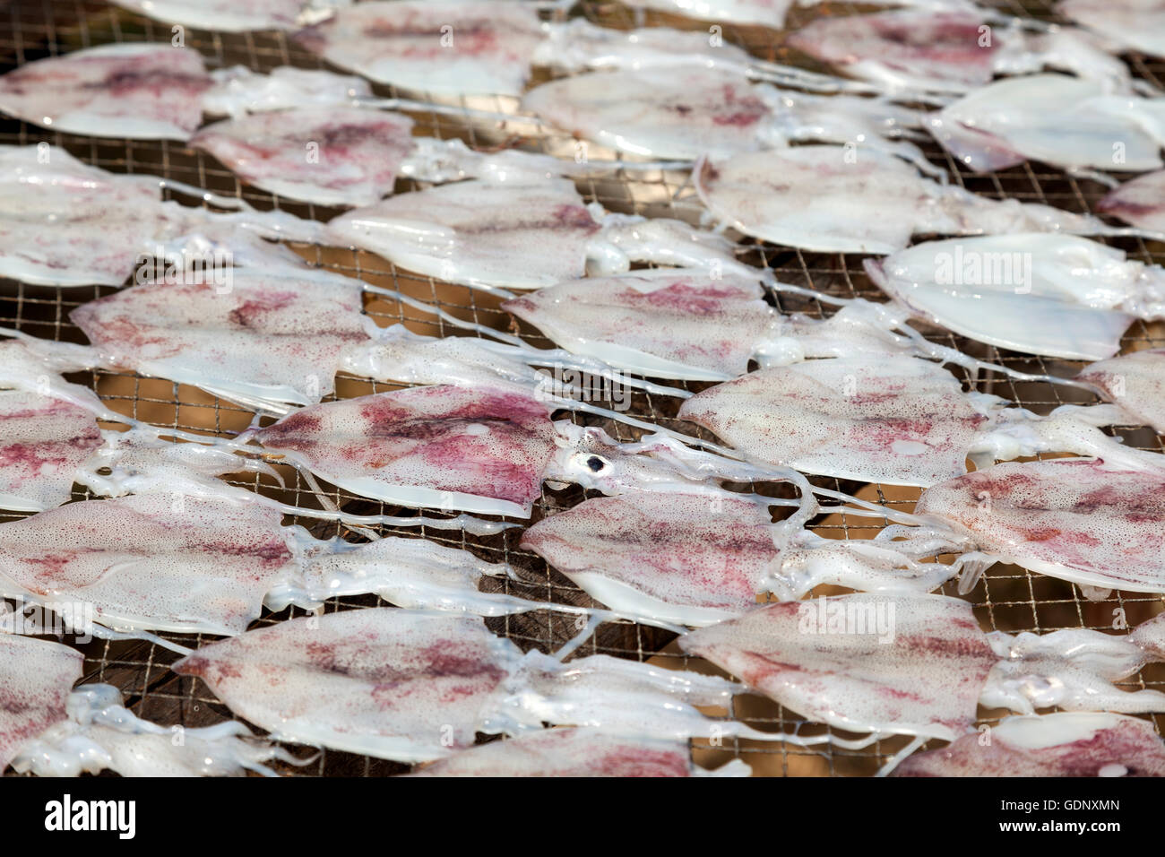 Calamari freschi messi su rack di asciugatura all'aria aperta, in Ao Khlong porto Wan (Prachuap Khiri Khan provincia - Thailandia). Calmars. Foto Stock