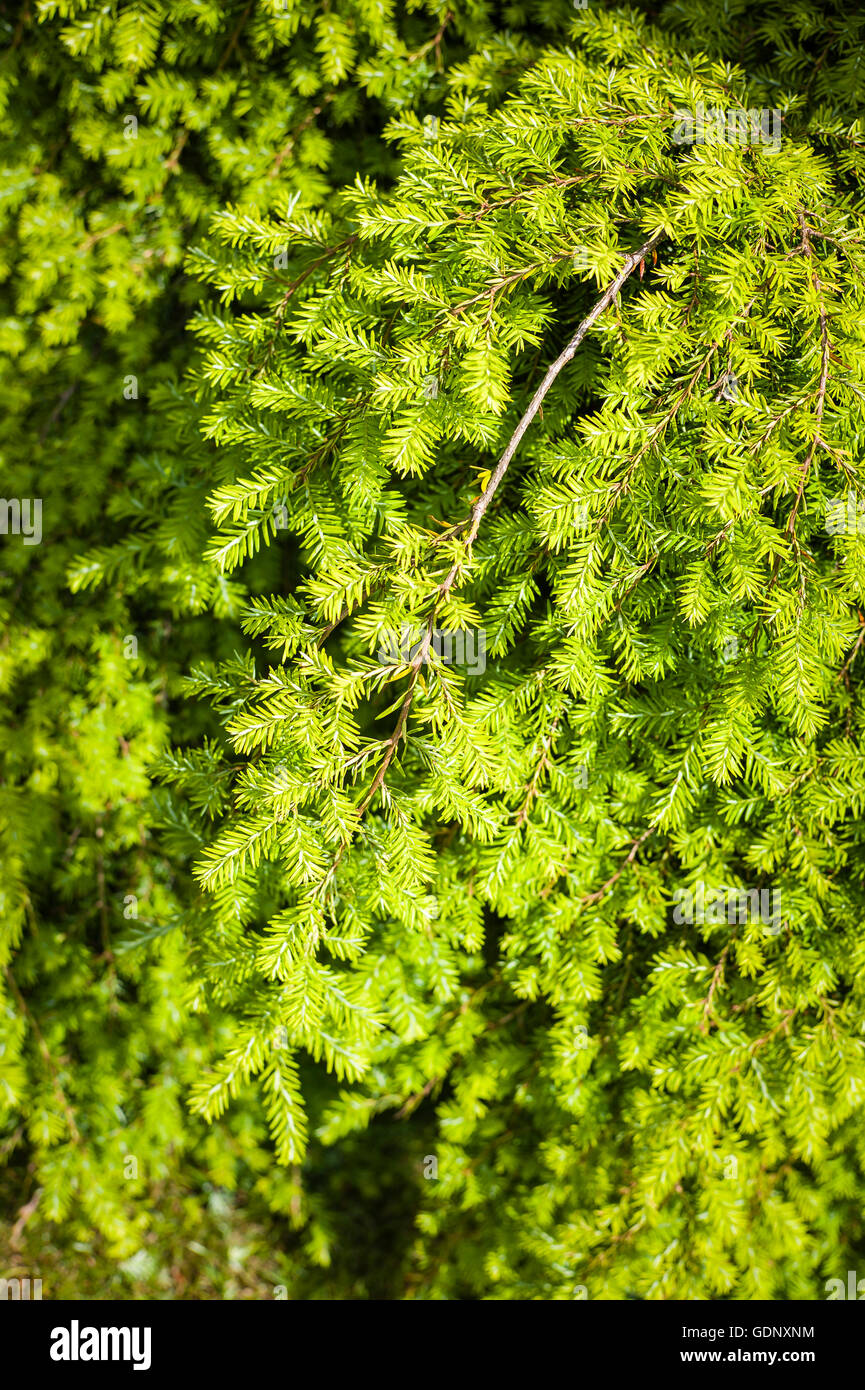 Il fogliame di un pianto yew treeCumbria, pennini, Foto Stock