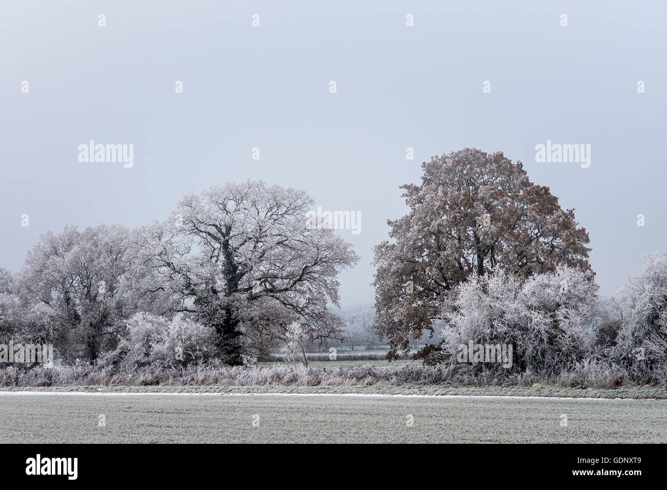 Un paesaggio invernale vicino a Devizes nel Wiltshire Foto Stock