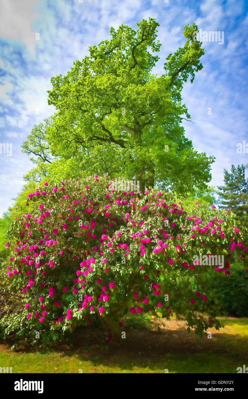 Un albero di rododendro fioritura in un bosco giardino nel WILTSHIRE REGNO UNITO Foto Stock