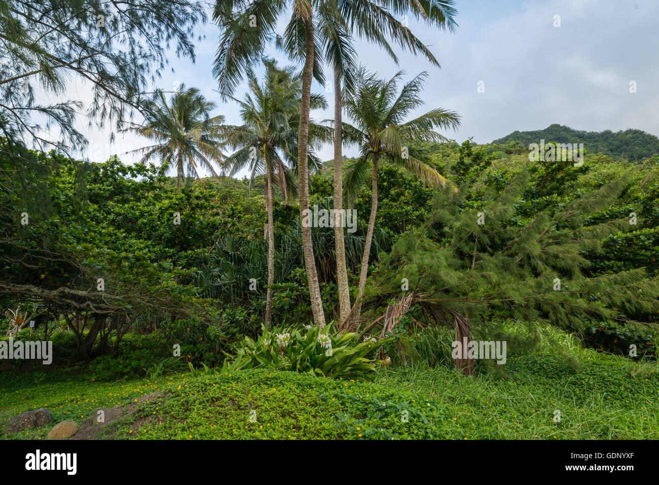 Baia di Kahana giardino sulla sponda nord di Oahu HawaII Foto Stock