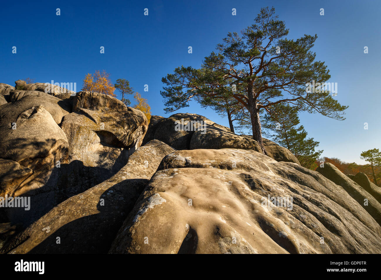 Albero su un top mountain sotto il cielo blu nella giornata di sole Foto Stock