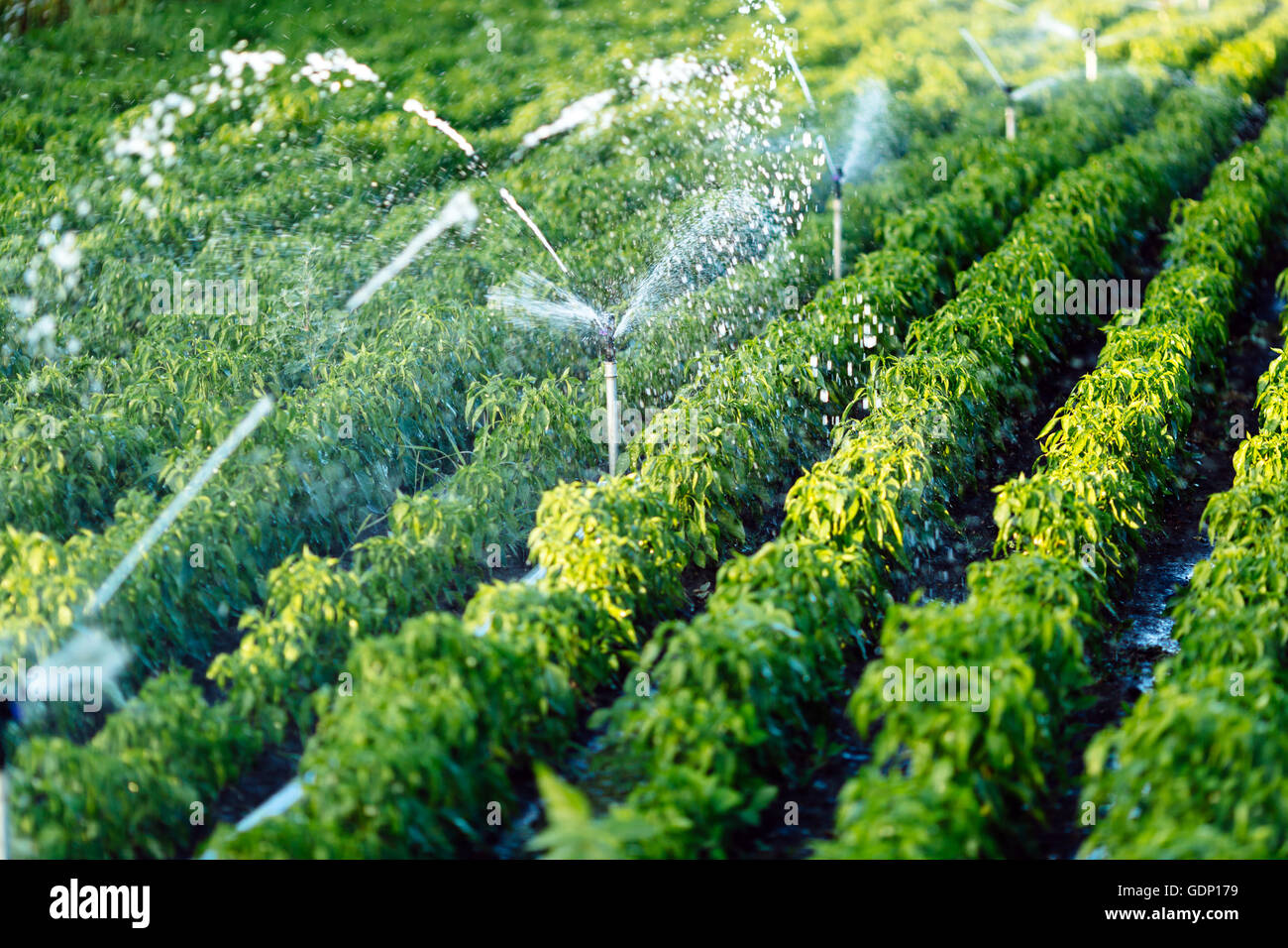 Impianto di irrigazione in funzione di irrigazione di piante agricole Foto Stock