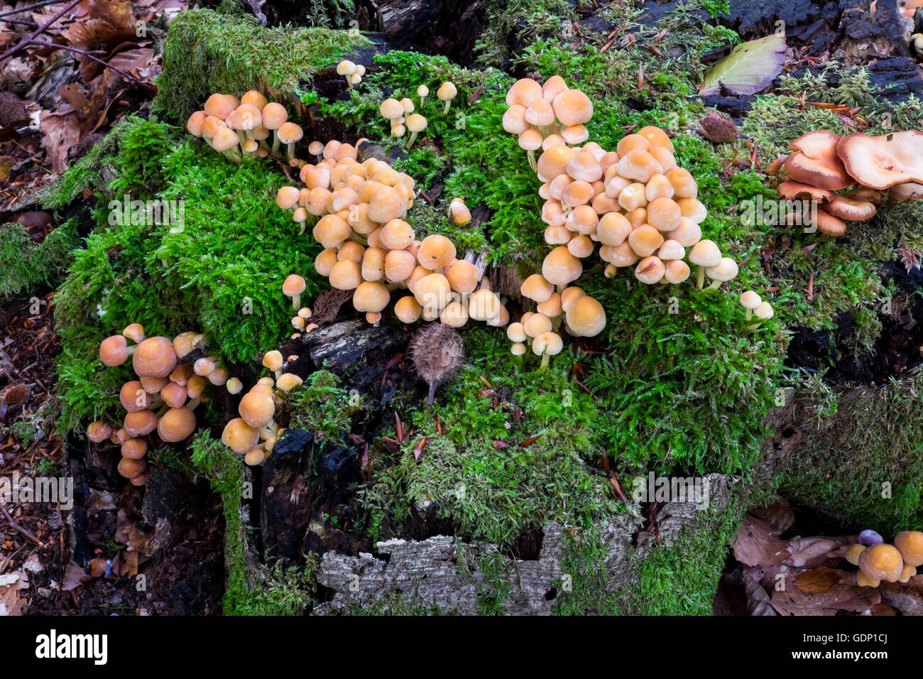 Kuehneromyces mutabilis cresce su un ceppo di albero Foto Stock