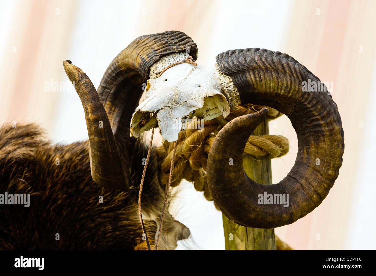 Vecchio rams teschio con corna twirled su un palo con parte di una pelle non conciata accanto ad esso. Foto Stock