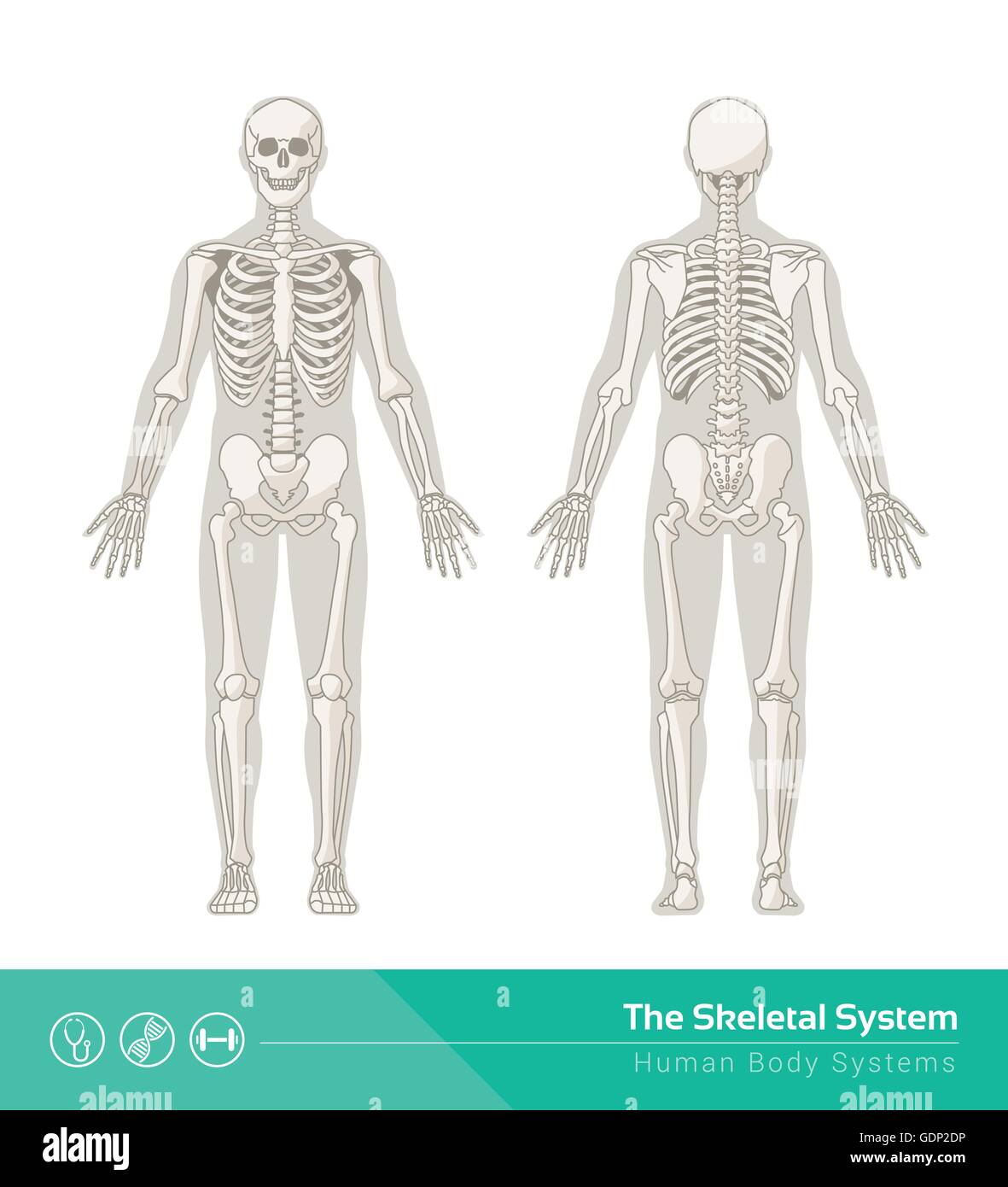 L'umano sistema scheletrico, illustrazioni vettoriali di scheletro umano vista anteriore e vista posteriore Illustrazione Vettoriale