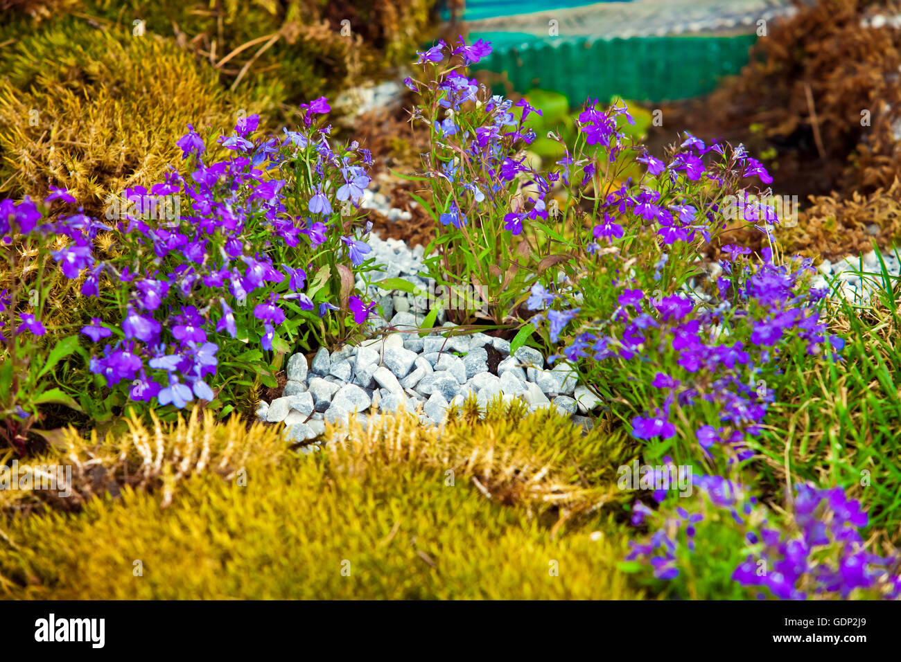 Design landscape fiori Foto Stock