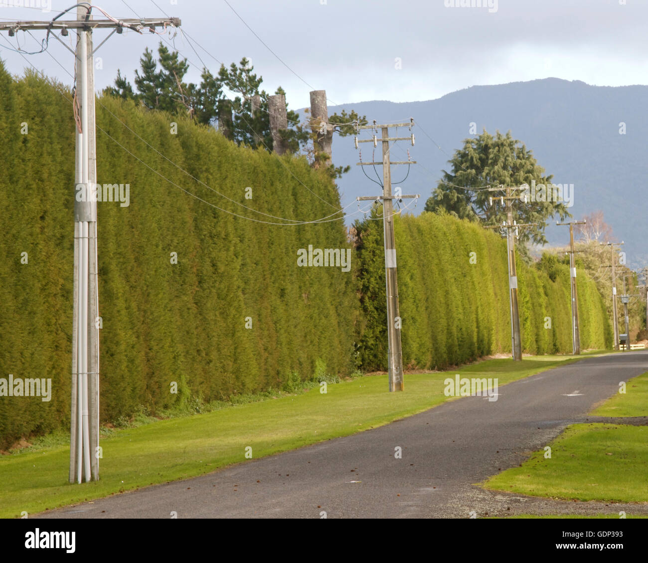 Tall hedge per un frutteto di Tauranga, Nuova Zelanda Foto Stock