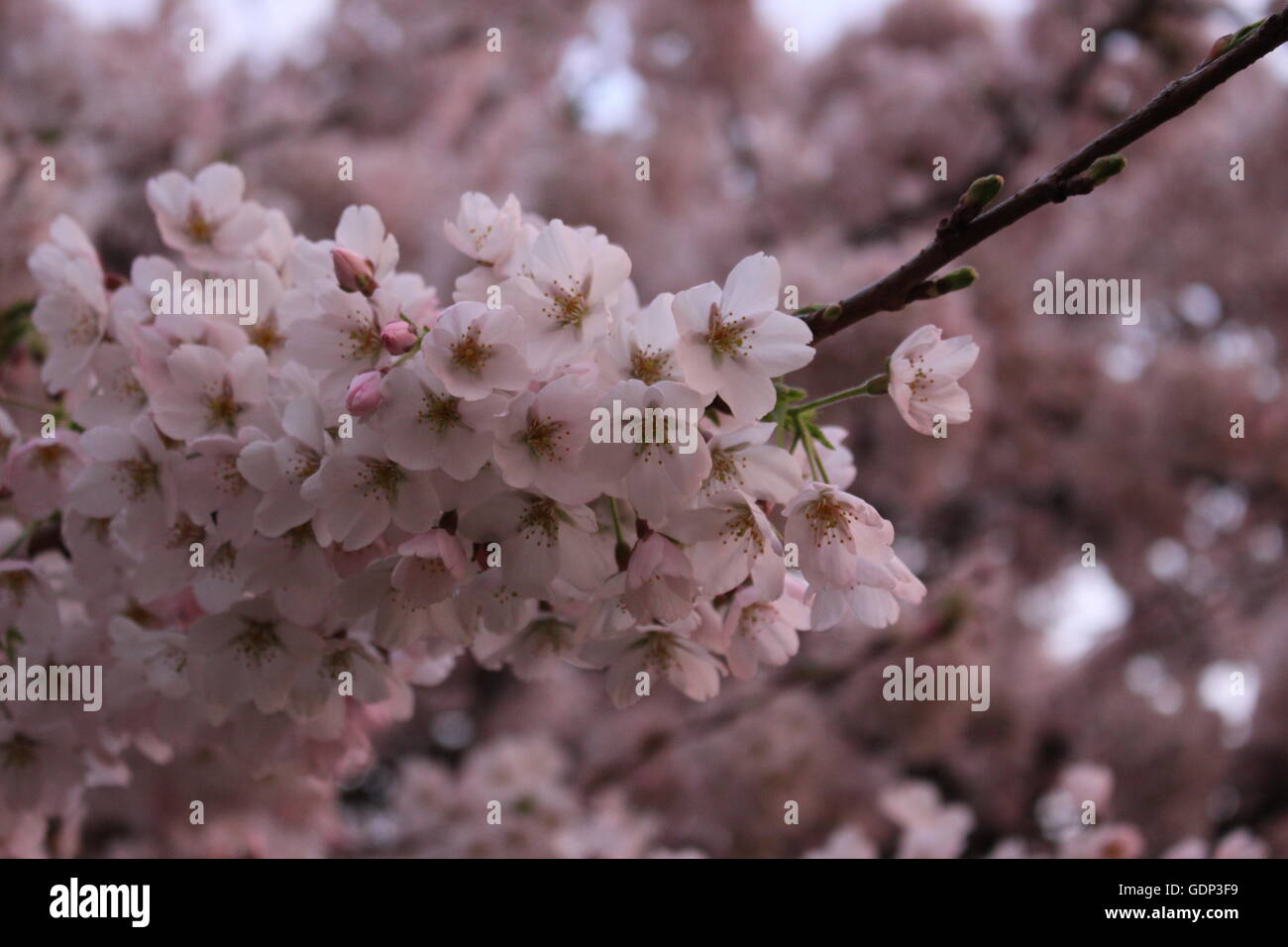 Bella la molla. Molla in Irlanda. Le ciliegie Foto Stock