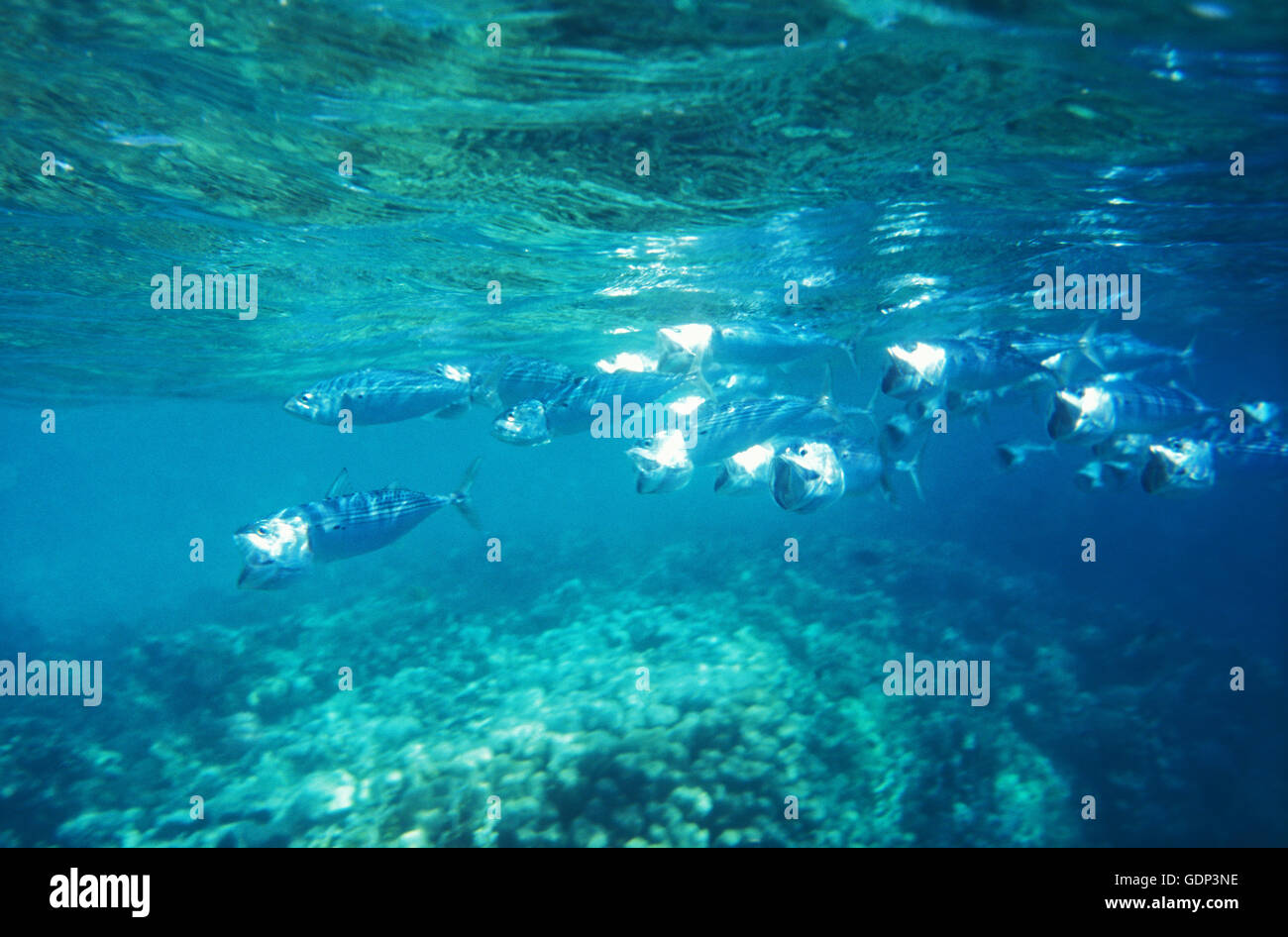 Breitmaulmakrelen, Marsa Alam, Ägypten, Afrika Foto Stock