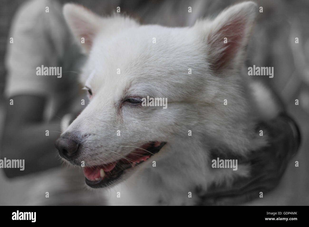 Cane (Spitz tedesco) amore e cura. Vecchia donna ad accarezzarle il cane. Cane da solo in riposo a colori in bianco e nero con effetto sfocato. Foto Stock