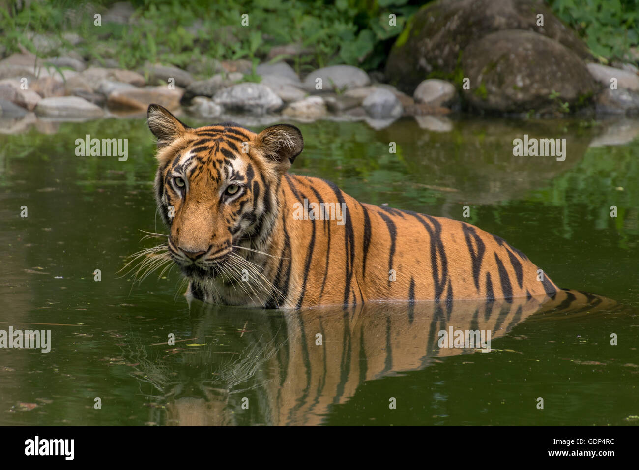 Tigre del Bengala (Panthera Tigris bengalensis) metà immerso in una palude di Sundarban) Parco Nazionale Foto Stock