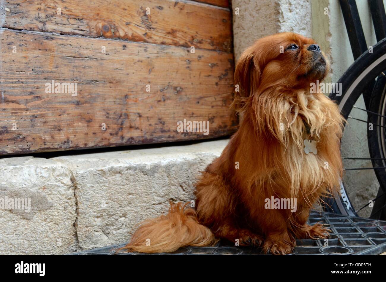 Majestic dog sitter al vuoto street a Rovigno Croazia. Foto Stock