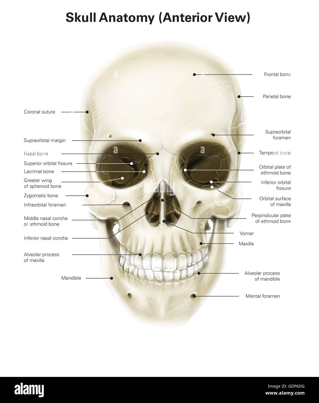 Vista anteriore del cranio umano con etichette. Foto Stock