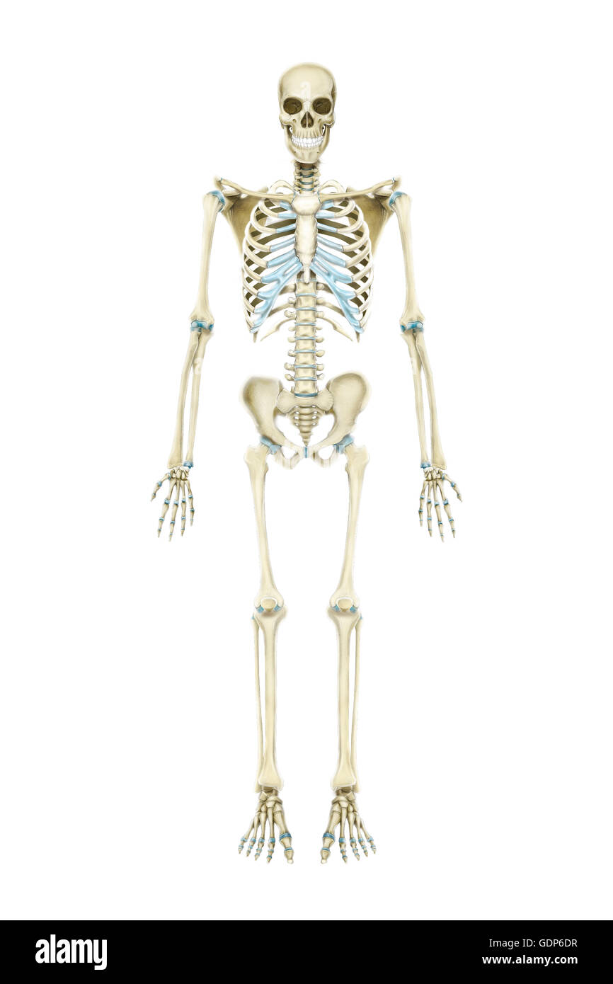Vista anteriore della umana sistema scheletrico. Foto Stock