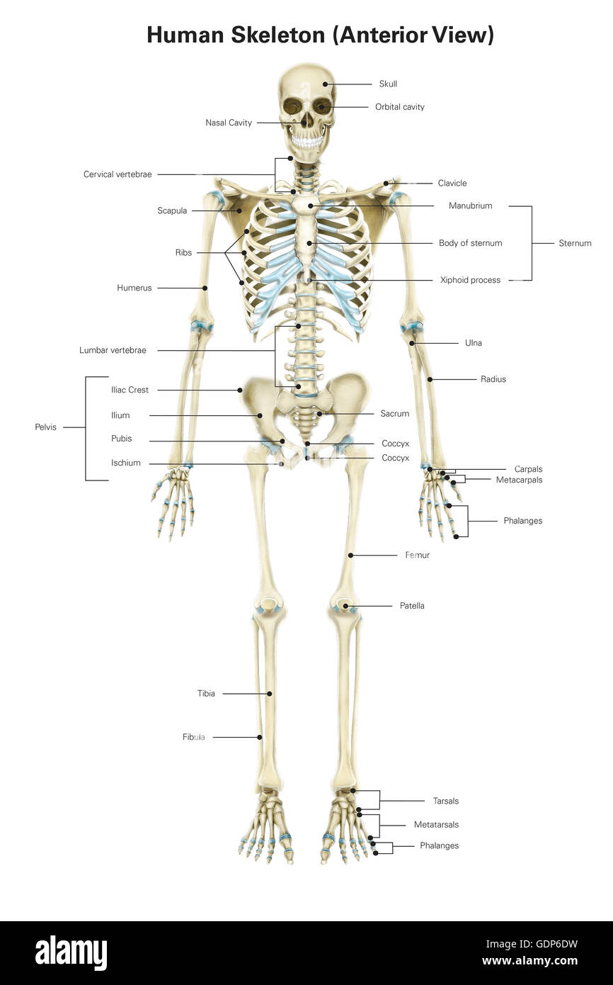 Vista anteriore della umana sistema scheletrico, con etichette. Foto Stock