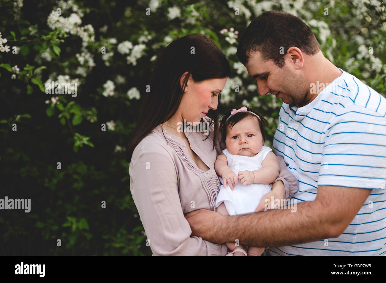 Ritratto di bambina portato tra il padre e la madre da giardino apple blossom Foto Stock