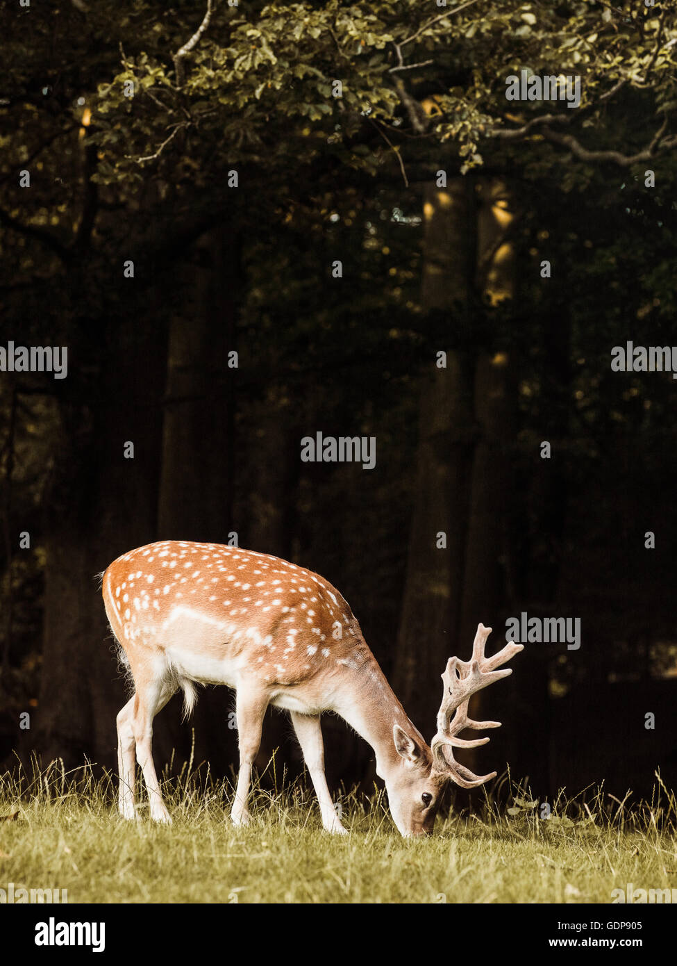 Il pascolo di cervi, Aarhus, Danimarca Foto Stock