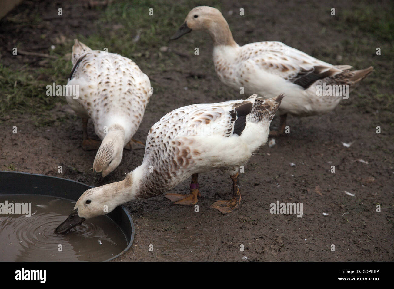 Welsh Harlequin anatre - GIOVANE FEMMINE Foto Stock