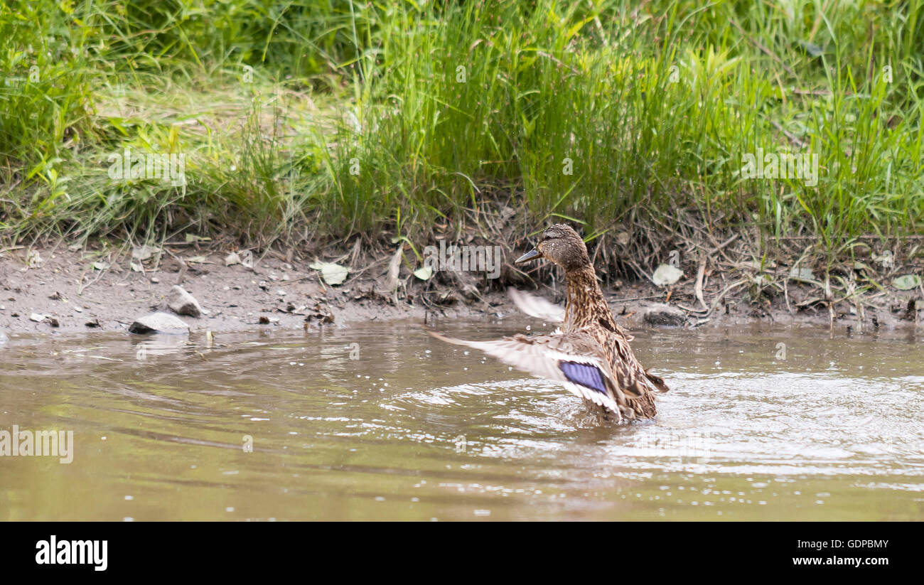 Brown duck è schizzi e lavaggio stesso in un stagno di bruno Foto Stock